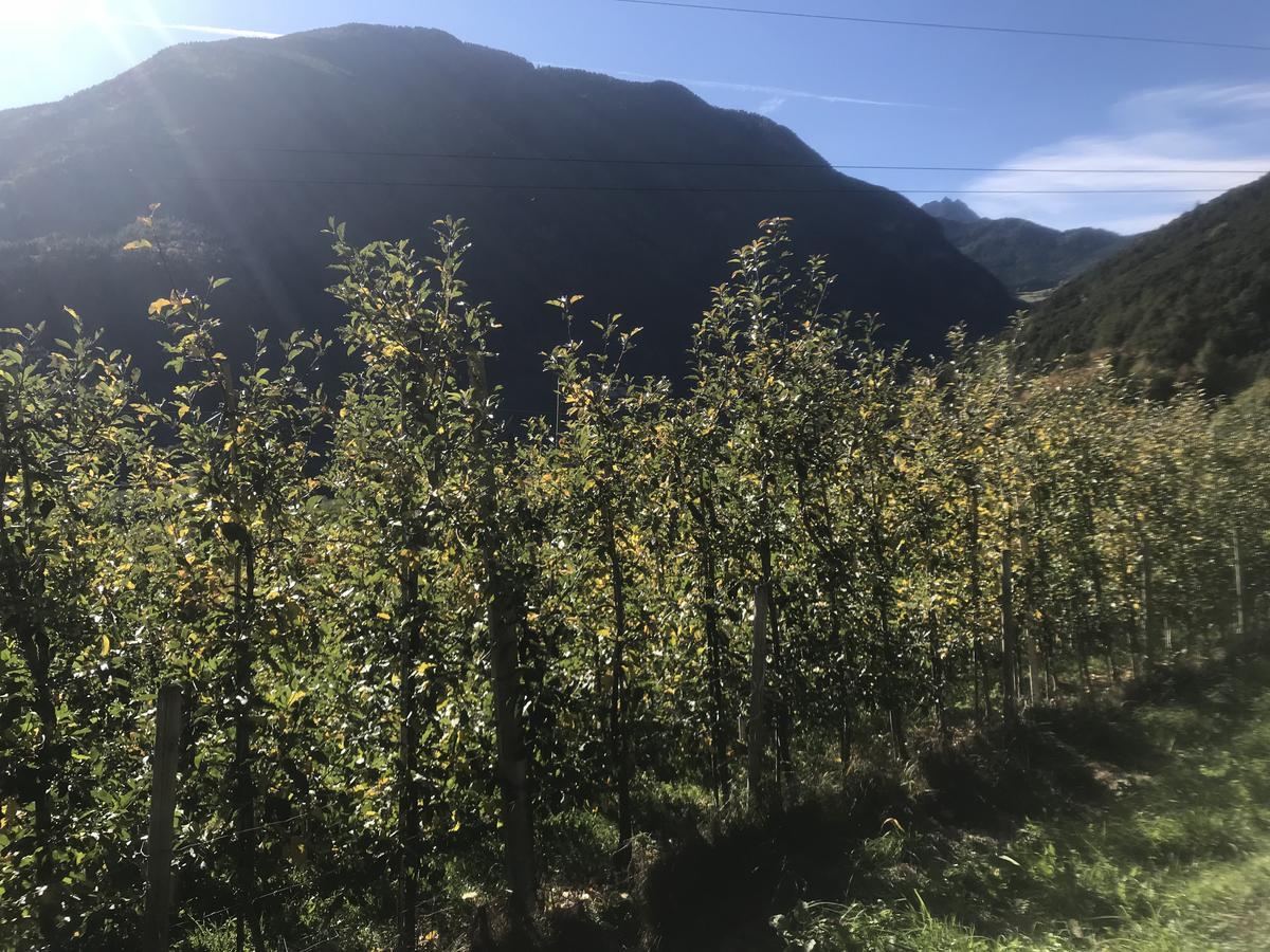 Gasserhof Aicha Natz-Schabs ภายนอก รูปภาพ