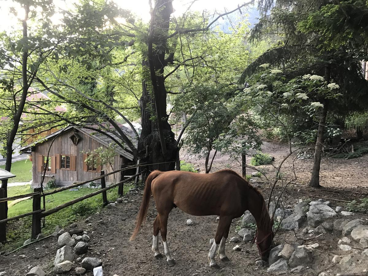 Gasserhof Aicha Natz-Schabs ภายนอก รูปภาพ